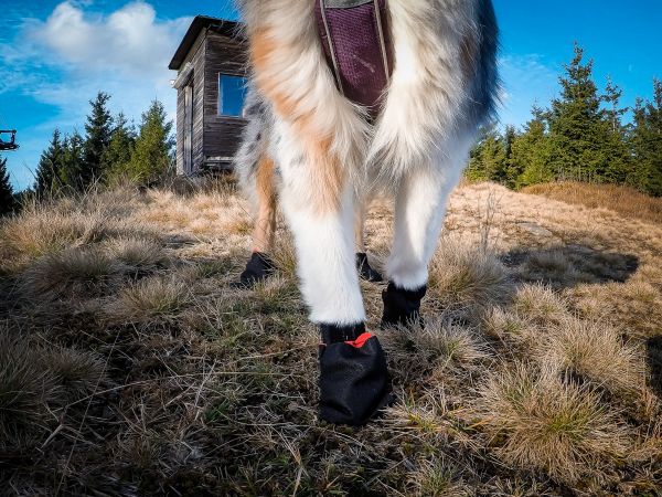 Solid Socks Bootie - Foto: Non-stop dogwear
